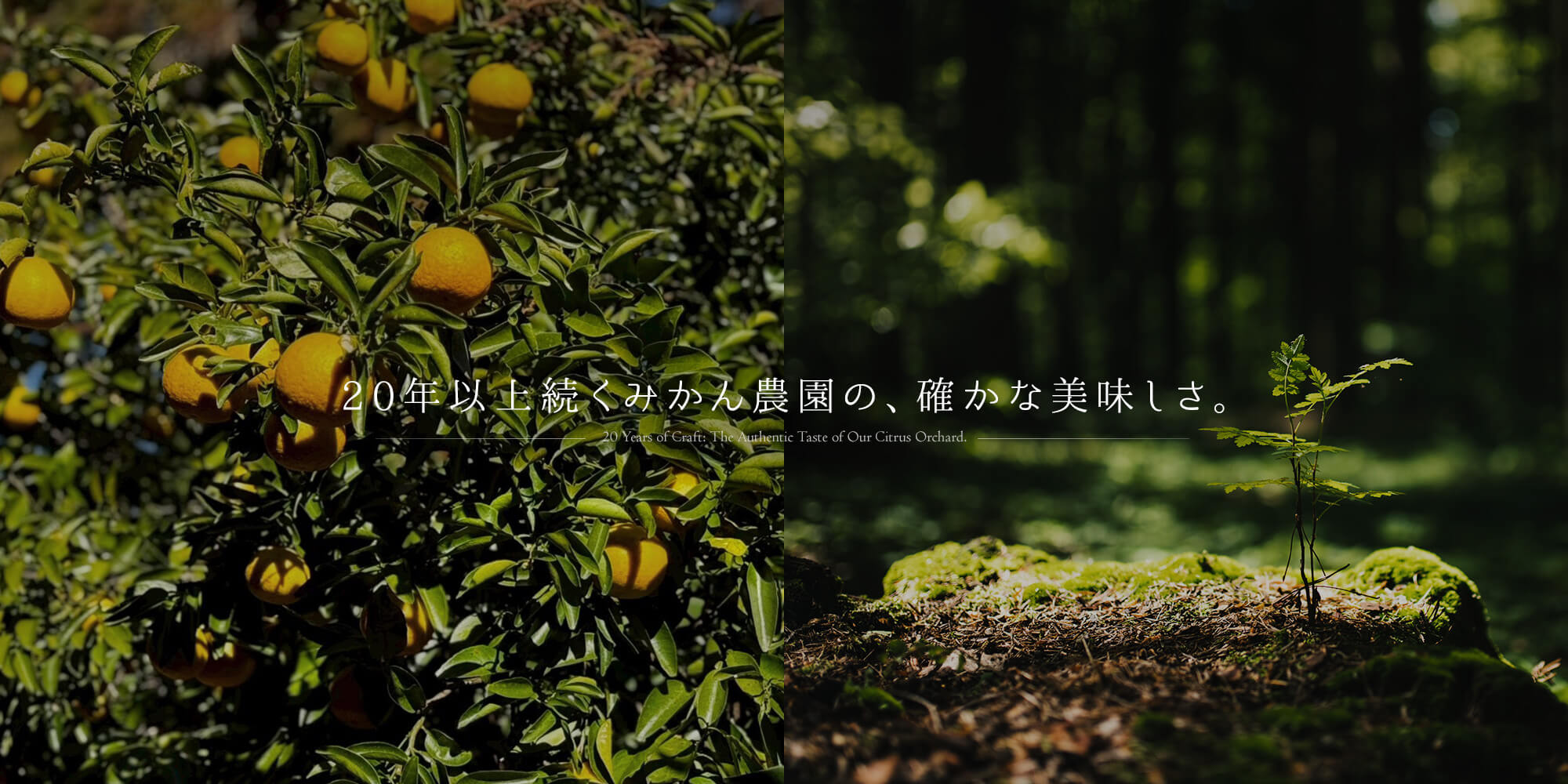 20年以上続くみかん農園の、確かな美味しさ