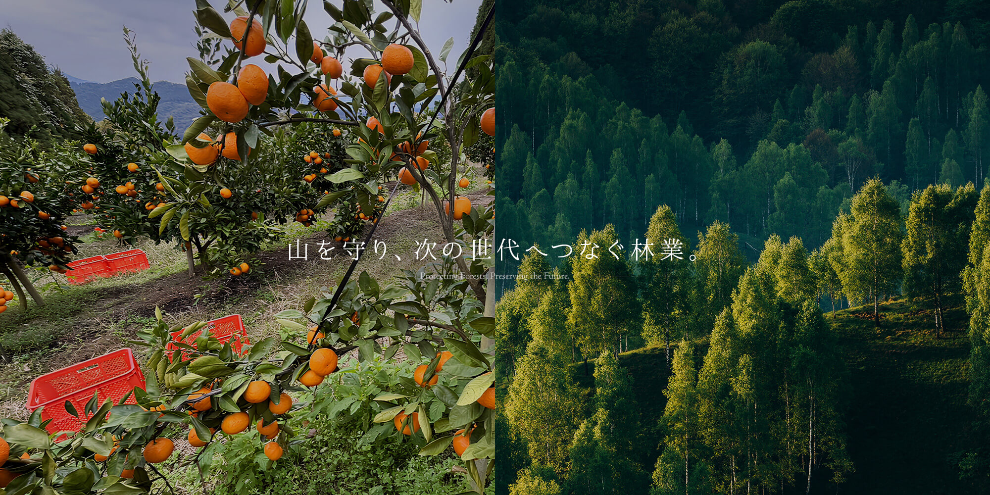 山を守り、次の世代へつなぐ林業